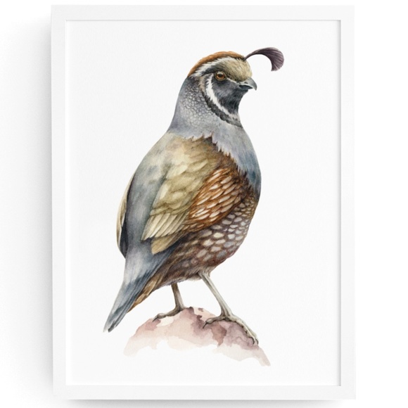 Other - Quail Bird Wall Art Watercolor Illustration Print Poster Card Unframed